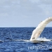 whale_humpback_h_00612_dom2668.jpg